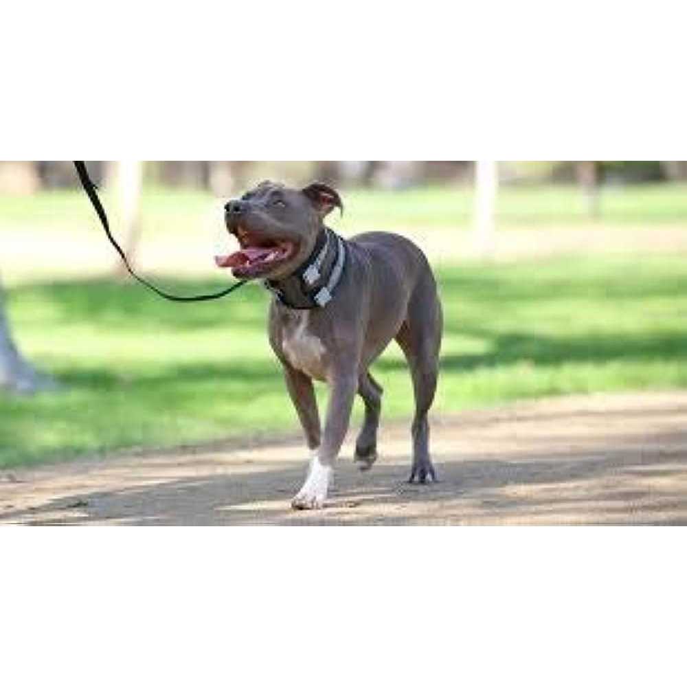 Training Collar P105