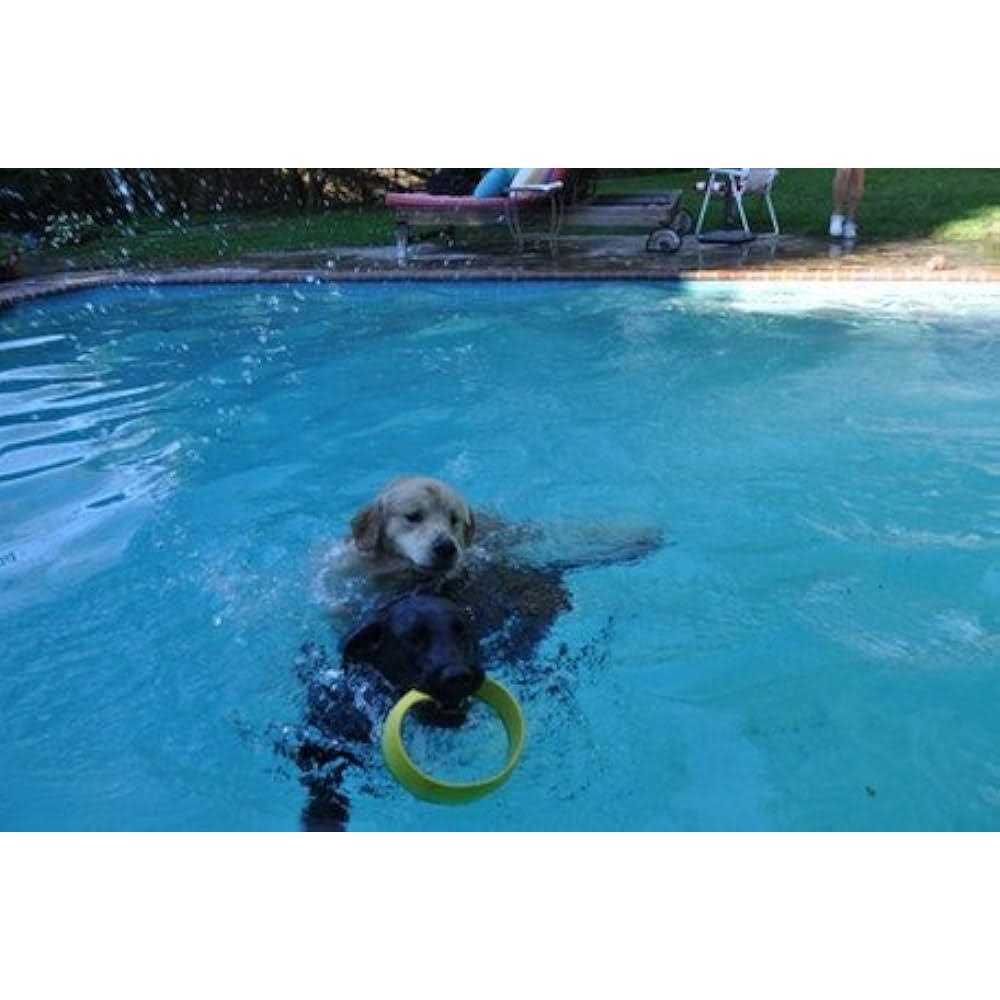 Ring Launcher Dog Starter Pack Q33792