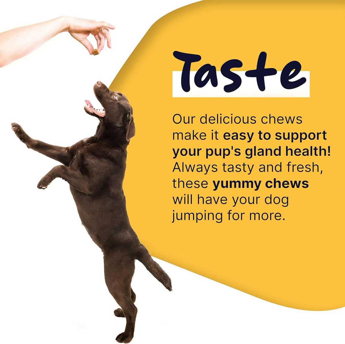 120 Delicious Soft Chews for Dogs with Pumpkin Powder V672