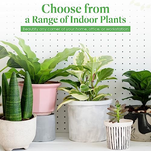 Monstera Adansonii Wide Leaf Swiss Cheese Vine 4-Inch Pot Live Plant Q831