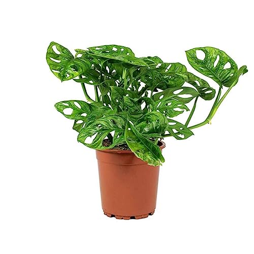 Monstera Adansonii Wide Leaf Swiss Cheese Vine 4-Inch Pot Live Plant Q831