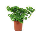 Monstera Adansonii Wide Leaf Swiss Cheese Vine 4-Inch Pot Live Plant Q831