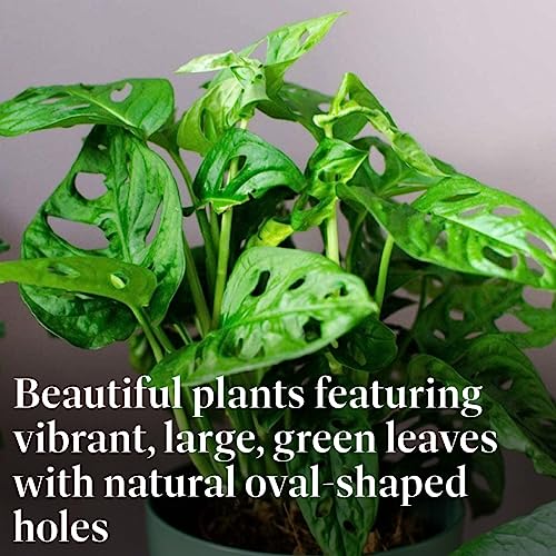 Monstera Adansonii Wide Leaf Swiss Cheese Vine 4-Inch Pot Live Plant Q831