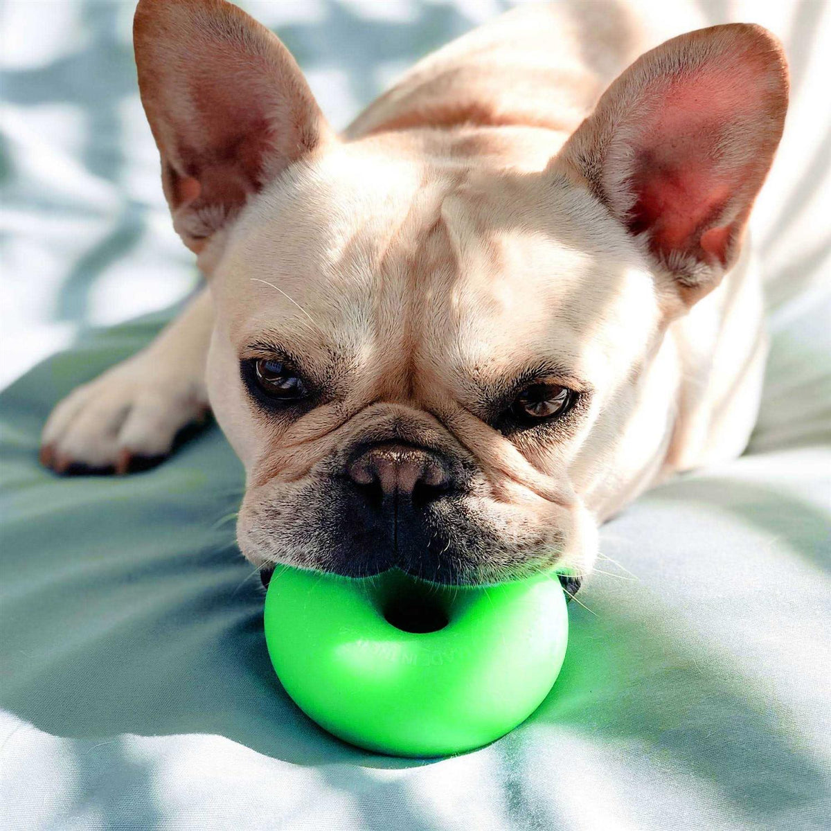 Dog Toy F5175