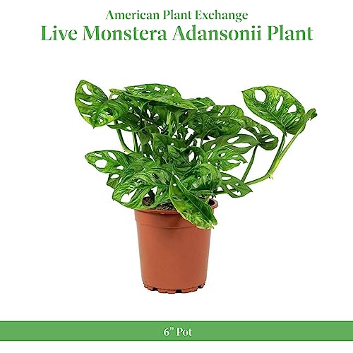 Monstera Adansonii Wide Leaf Swiss Cheese Vine 4-Inch Pot Live Plant Q831