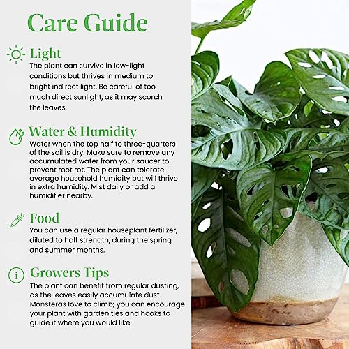 Monstera Adansonii Wide Leaf Swiss Cheese Vine 4-Inch Pot Live Plant Q831