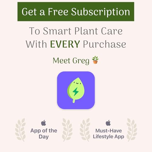 Monstera Adansonii Wide Leaf Swiss Cheese Vine 4-Inch Pot Live Plant Q831