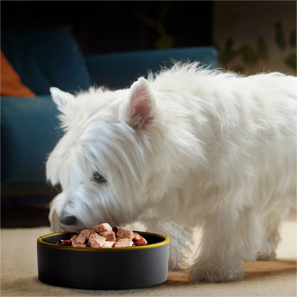 Filet Mignon & Porterhouse Steak Wet Dog Food 3.5 oz 36 ct V3235