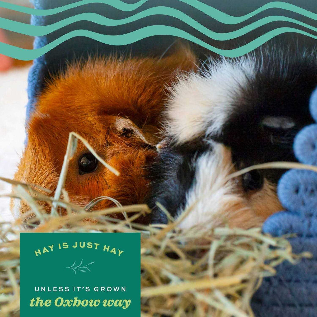 Alfalfa Hay Pet Supplies H455